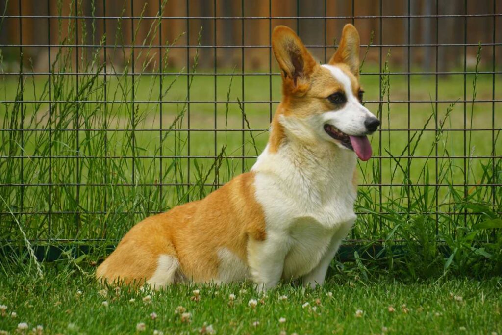 corgi