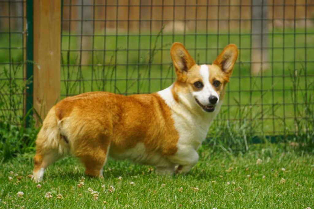 Maple Haven Kennel corgi dog