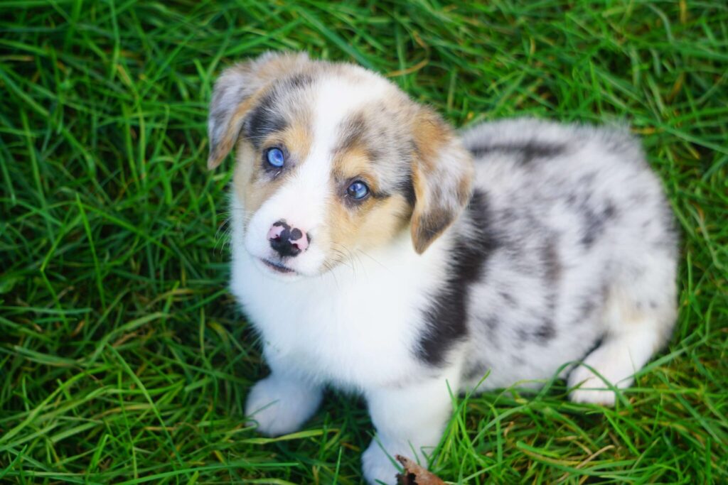 Merle corgi puppy