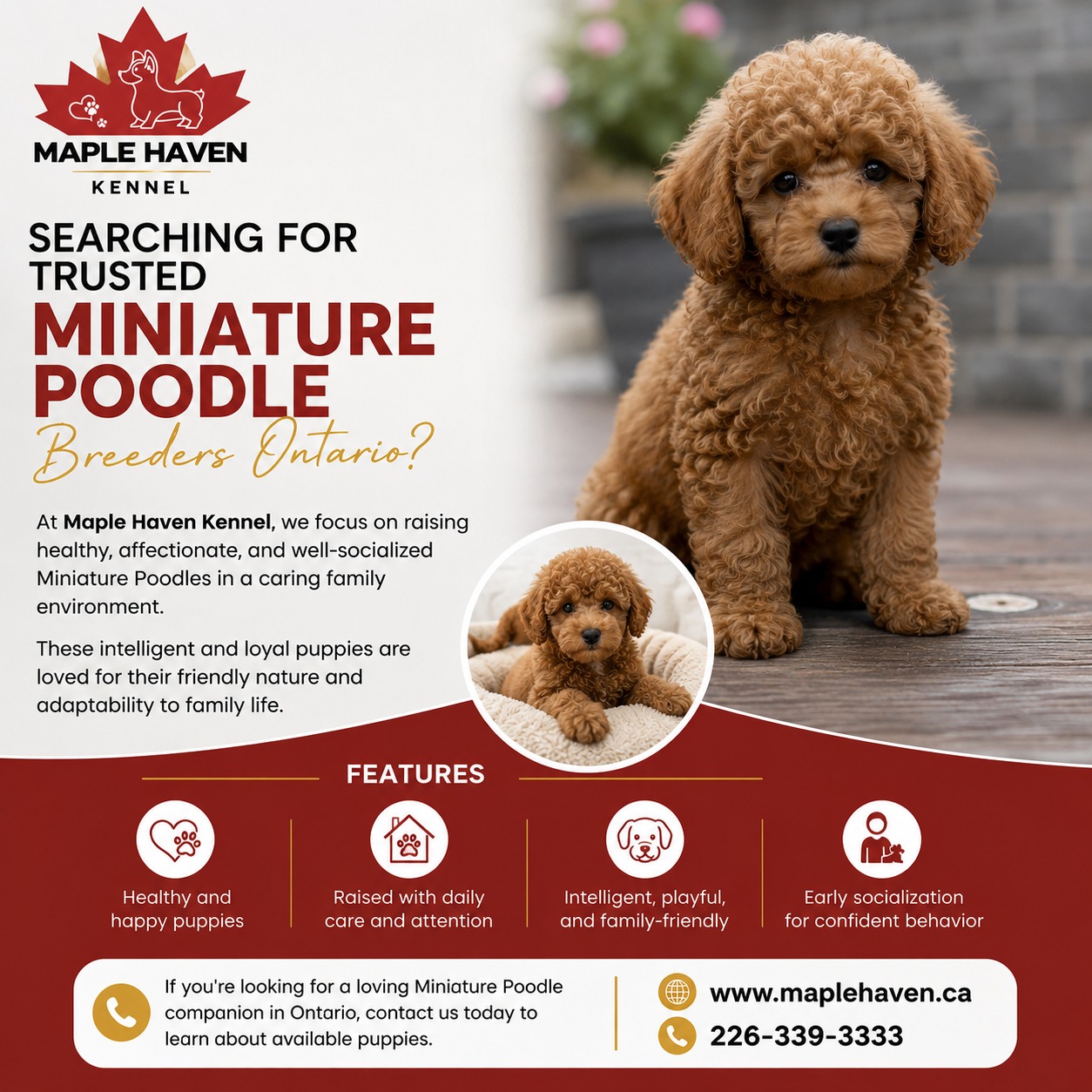 Miniature Poodle Breeders Ontario