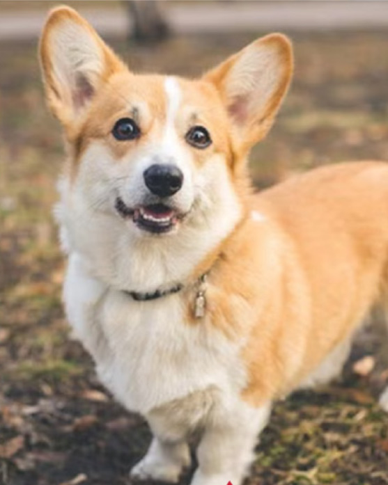 merle corgi dog