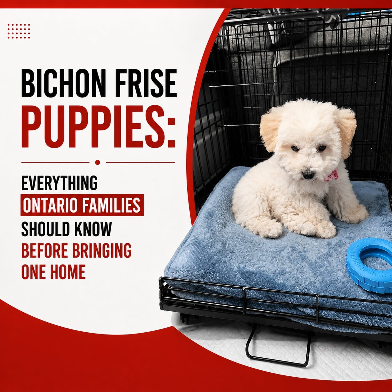 Bichon Frise Puppies
