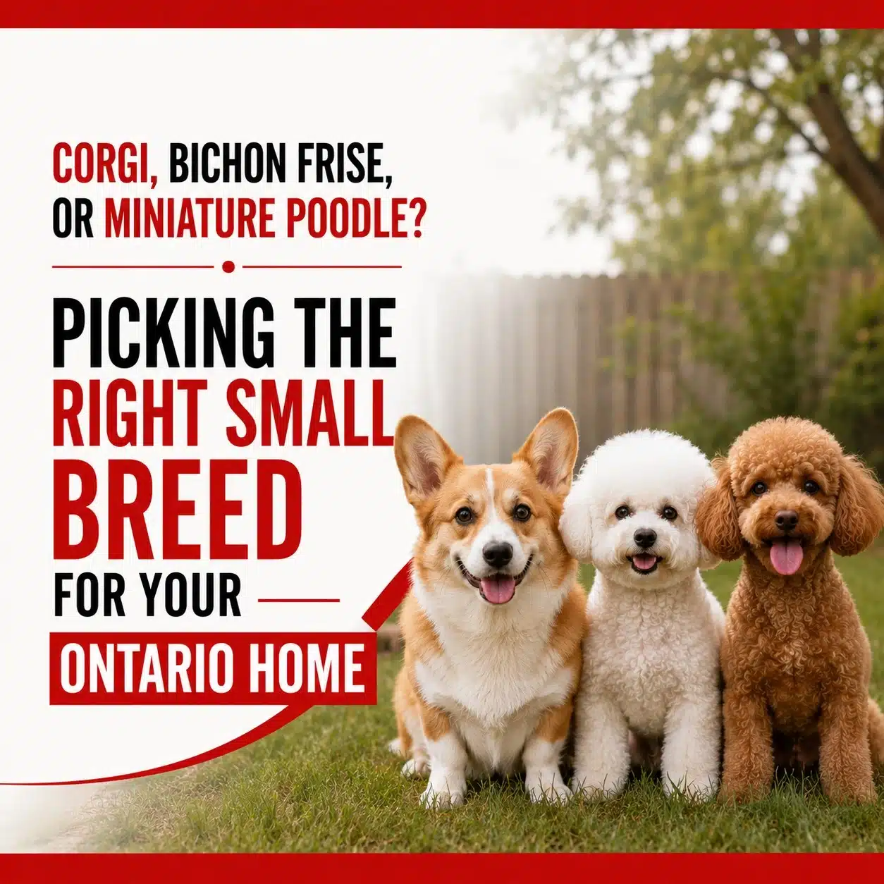 small dog breeds ontario