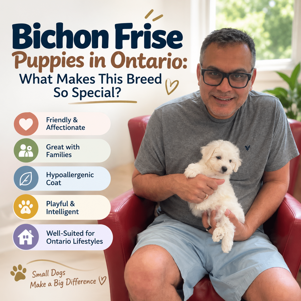 Bichon Frise Puppies ontario