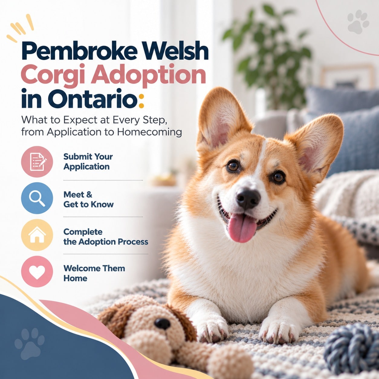Pembroke Welsh Corgi Adoption in Ontario