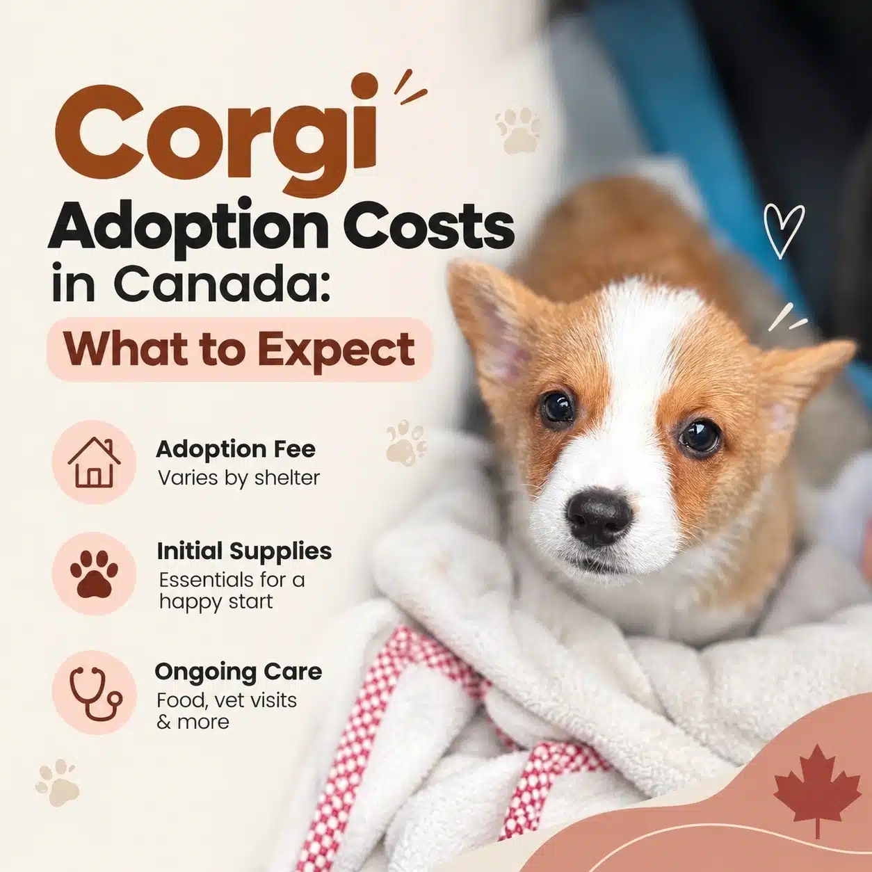 Corgi Adoption Costs in Canada