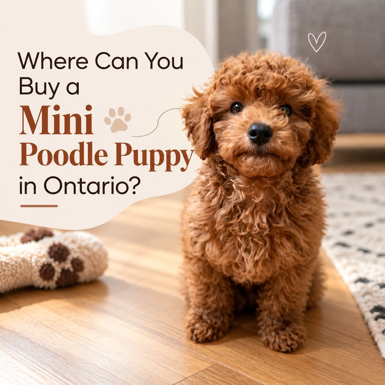 Mini Poodle Puppy in Ontario